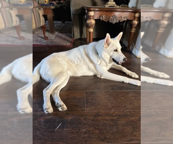 Medium Photo #2 Siberian Husky Puppy For Sale in Carrollton, TX, USA