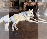 Small Photo #2 Siberian Husky Puppy For Sale in Carrollton, TX, USA
