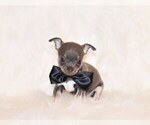 Small Photo #6 Chihuahua Puppy For Sale in CHARLESTON, AR, USA