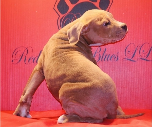 Medium Photo #4 American Bully Puppy For Sale in TRENTON, NJ, USA