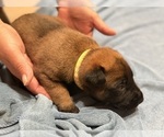 Puppy Yellow collar Belgian Malinois