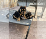 Small Photo #3 American Bully Puppy For Sale in VALLEJO, CA, USA