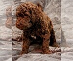 Small Photo #9 Labradoodle Puppy For Sale in JOPLIN, MO, USA