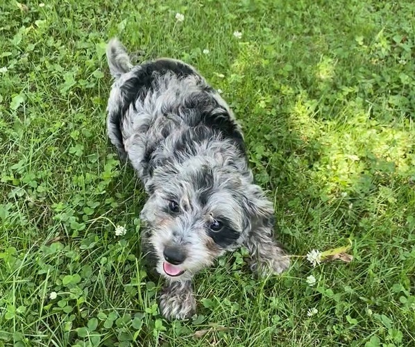 Medium Photo #2 YorkiePoo Puppy For Sale in RICHMOND, MI, USA