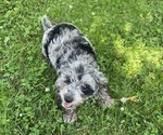 Small #1 YorkiePoo