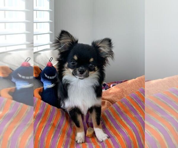 View Ad Chihuahua Puppy for Sale near North Carolina, APEX, USA. ADN