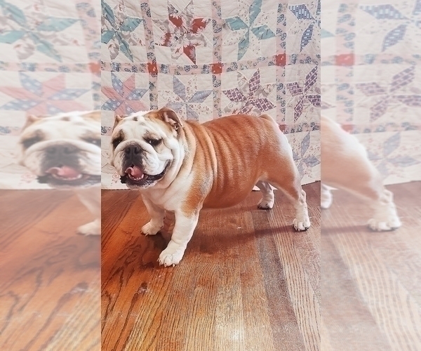 Medium Photo #1 Bulldog Puppy For Sale in GRIFFIN, GA, USA