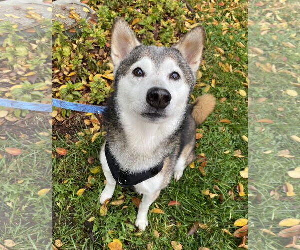 Medium Photo #2 Shiba Inu Puppy For Sale in Davis, CA, USA