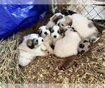 Small Photo #1 Great Pyrenees Puppy For Sale in LINCOLN, MI, USA