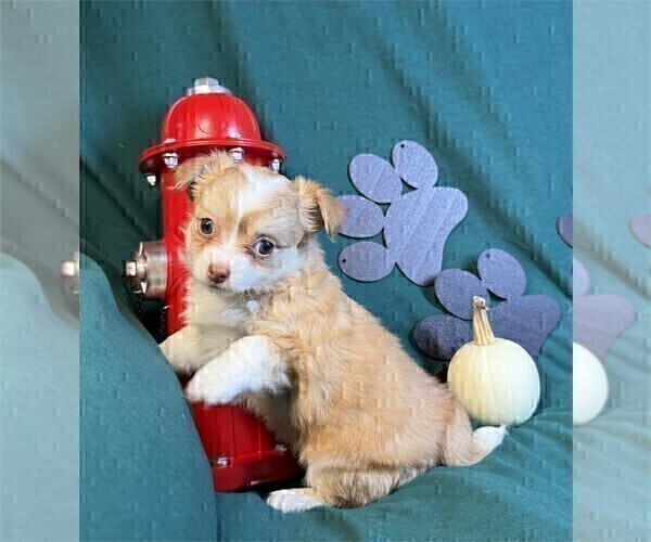 Medium Photo #6 Chihuahua Puppy For Sale in FORT LAUDERDALE, FL, USA