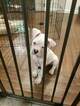 Small Photo #8 Boxer Puppy For Sale in OAKLAND, CA, USA