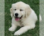 Small Photo #3 English Cream Golden Retriever Puppy For Sale in PARTRIDGE, KS, USA