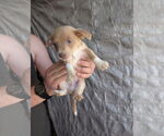 Small #3 Chihuahua Mix