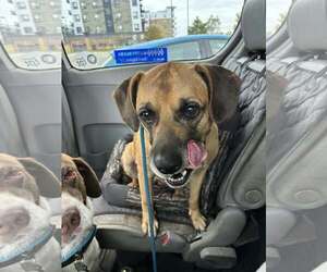 Zeara (and Cooper) - Male Labrador Retriever-Unknown Mix Dog for Adoption - Photo #9