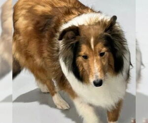 Mutt Dogs for adoption in Dublin, OH, USA