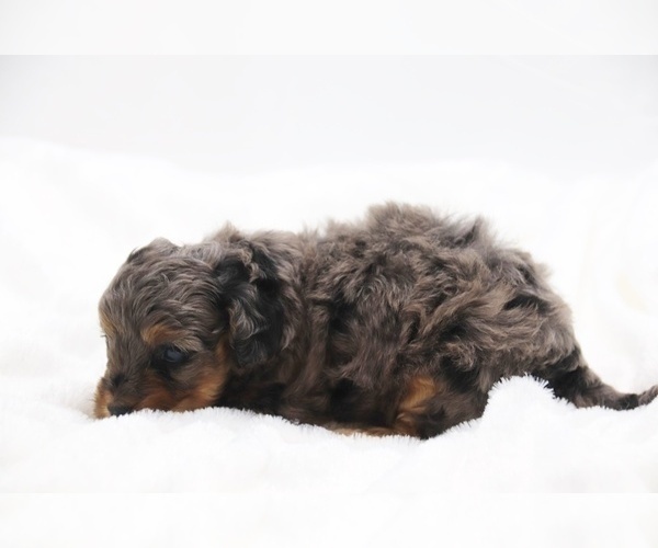 Medium Photo #25 Cockapoo Puppy For Sale in RIPLEY, TN, USA