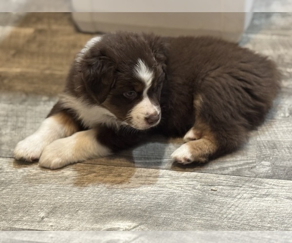 Medium Photo #4 Australian Shepherd Puppy For Sale in SPRINGVILLE, IN, USA