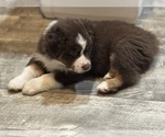 Small Photo #4 Australian Shepherd Puppy For Sale in SPRINGVILLE, IN, USA