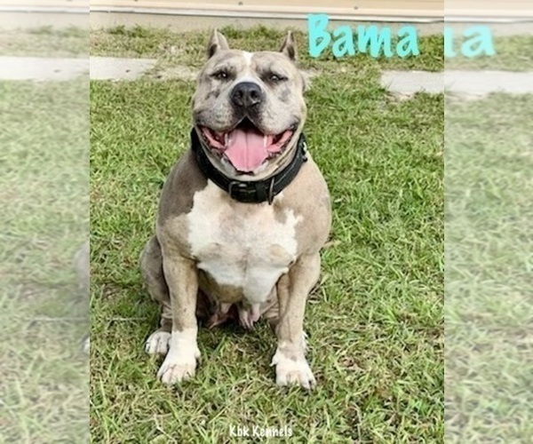 Medium Photo #1 American Bully Puppy For Sale in INVERNESS, FL, USA