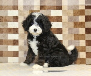 Bernedoodle (Miniature) Puppy for sale in DENVER, PA, USA