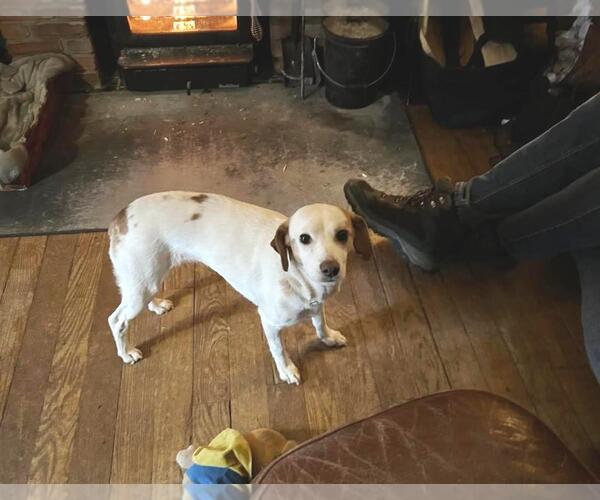 Medium Photo #3 Jack-A-Bee Puppy For Sale in Rootstown, OH, USA