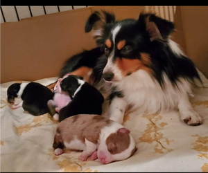 Mother of the Miniature Australian Shepherd puppies born on 11/08/2019