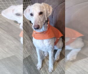 Poodle (Standard) Dogs for adoption in Fort Wayne, IN, USA
