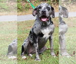 Small #2 Catahoula Leopard Dog Mix