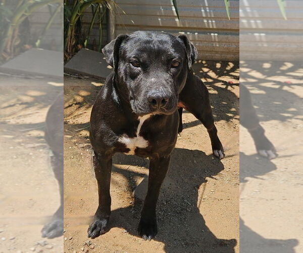 Medium Photo #11 Labrador Retriever-Unknown Mix Puppy For Sale in Lake Forest, CA, USA