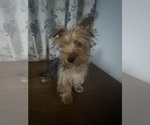 Small #22 Yorkshire Terrier