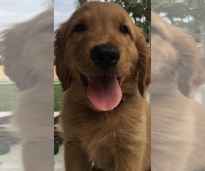 Golden Retriever Puppy for sale in SANTA ANA, CA, USA