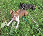 Small Photo #1 Boston Terrier Puppy For Sale in SPRINGFIELD, MO, USA
