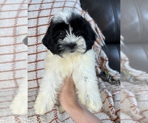 Shih Tzu Puppy for sale in FRANKLIN, IN, USA