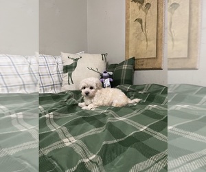 Maltese-Poodle (Toy) Mix Puppy for sale in BENSON, NC, USA