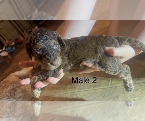 Medium Photo #23 Goldendoodle Puppy For Sale in SPARTANBURG, SC, USA