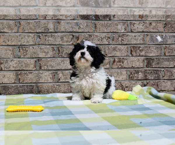 Medium Photo #6 Havapoo Puppy For Sale in GUTHRIE, KY, USA