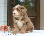 Small #2 Bernedoodle (Miniature)