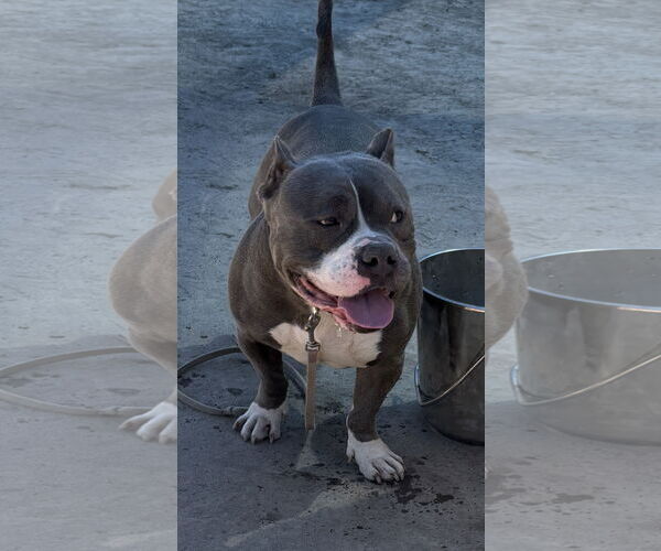 Medium Photo #4 Bulldog-Unknown Mix Puppy For Sale in Virginia Beach, VA, USA