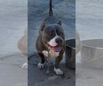 Small #3 Bulldog Mix