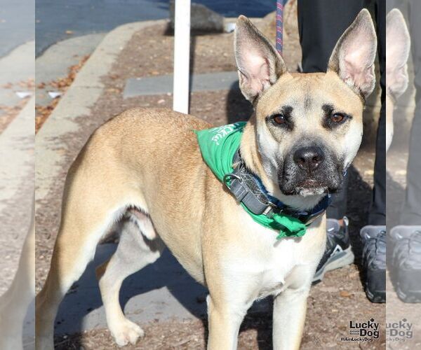 Medium Photo #11 Mutt Puppy For Sale in Washington, DC, USA