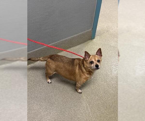 Medium Photo #1 Chihuahua-Unknown Mix Puppy For Sale in Las Vegas, NV, USA