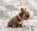 Small #2 French Bulldog