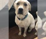 Small Photo #50 Labrador Retriever Puppy For Sale in NEW LENOX, IL, USA