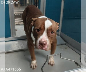 Mutt Dogs for adoption in Oklahoma City, OK, USA