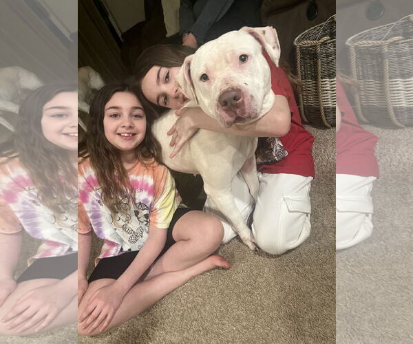 Medium Photo #2 American Staffordshire Terrier-Bullmastiff Mix Puppy For Sale in Holly Springs, NC, USA