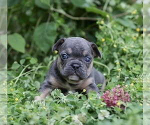 French Bulldog Puppy for Sale in ROANOKE, Illinois USA