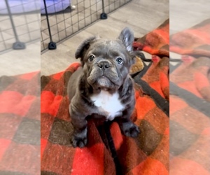 French Bulldog Puppy for sale in SPOKANE, WA, USA