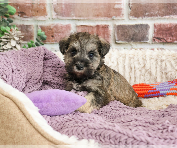 Medium Photo #9 Schnauzer (Miniature) Puppy For Sale in SYRACUSE, IN, USA