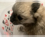 Small Photo #3 Pomeranian Puppy For Sale in BUSH, LA, USA