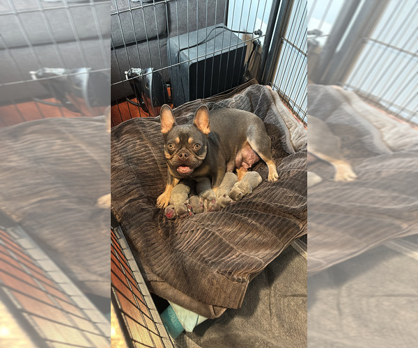 Medium Photo #1 French Bulldog Puppy For Sale in MONTEBELLO, CA, USA